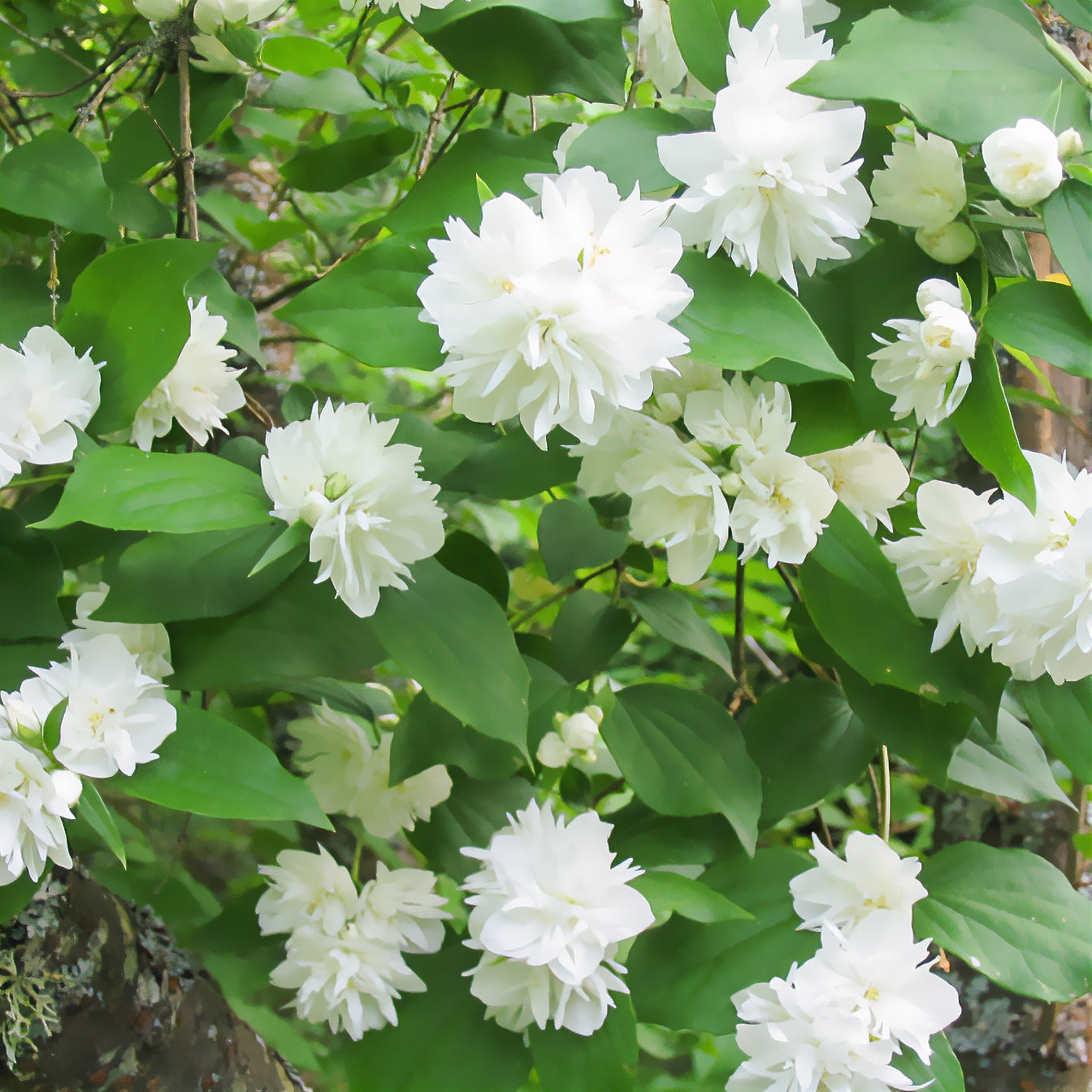 Pfeifenstrauch ‘Minnesota Snowflake’ - Willemse