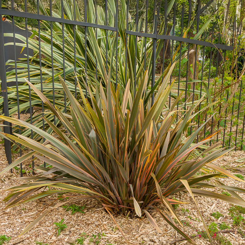 Phormium Sundowner - Neuseeländischer Flachs Sundowner - Neuseeländischer Flachs - Phormium