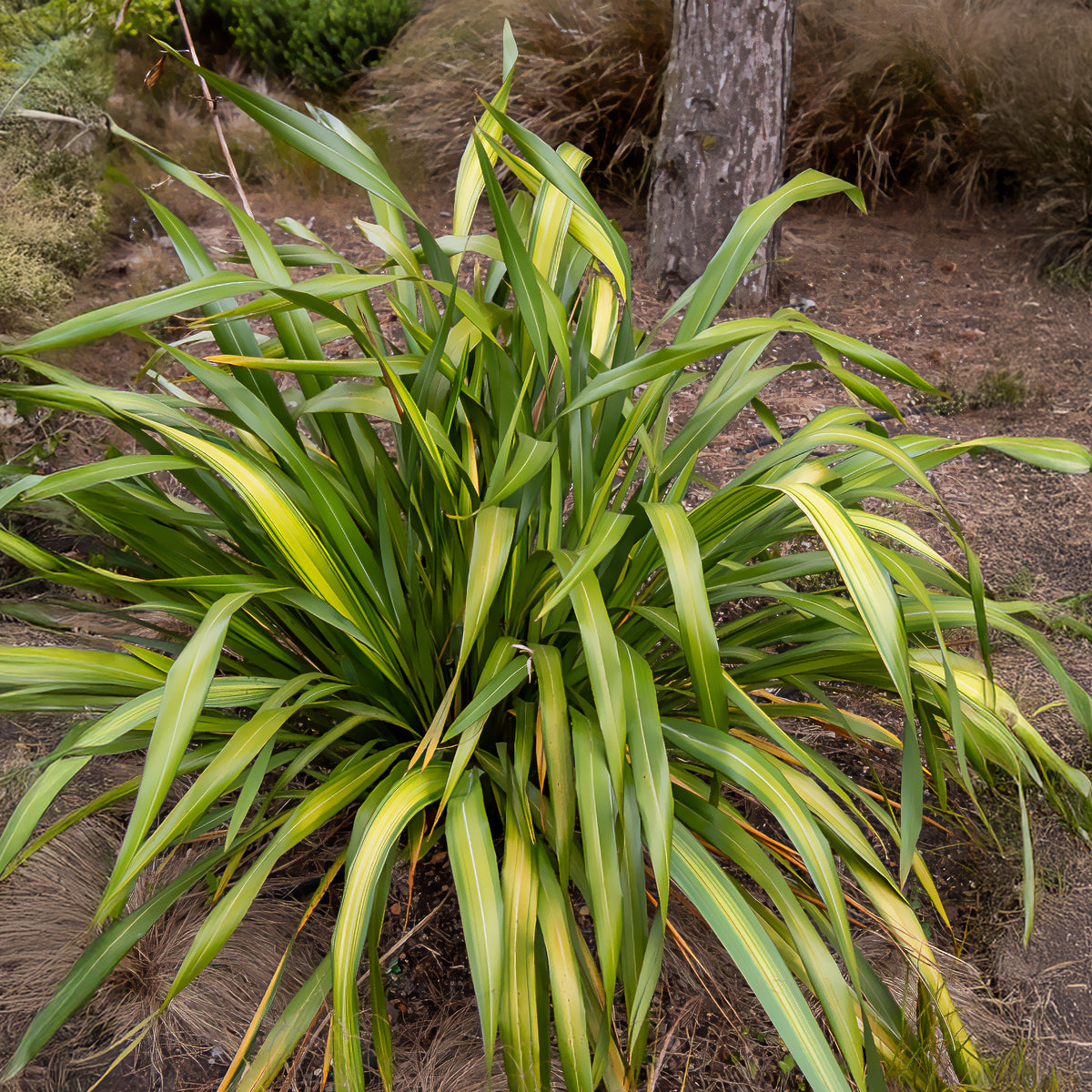 Neuseeländischer Flachs ‘Yellow Wave’ - Willemse
