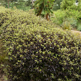 Pittosporum tenuifolium Tom Thumb - Schmalblättriger Klebsame 'Tom Thumb' - Pittosporum - Klebsame