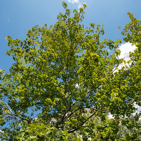 Pappel - Zitterpappel - Populus tremula