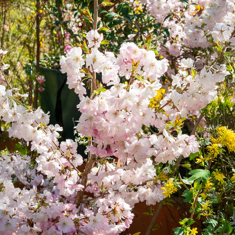 Zierkirsche 'Accolade' - Prunus Accolade - Willemse
