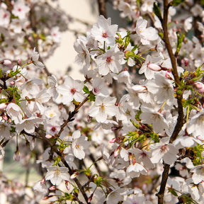 Japanische Blütenkirsche - Willemse