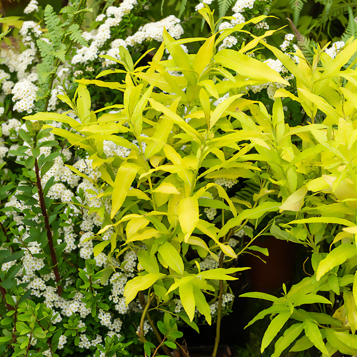 Sachalin-Weide 'Golden Sunshine' - Willemse