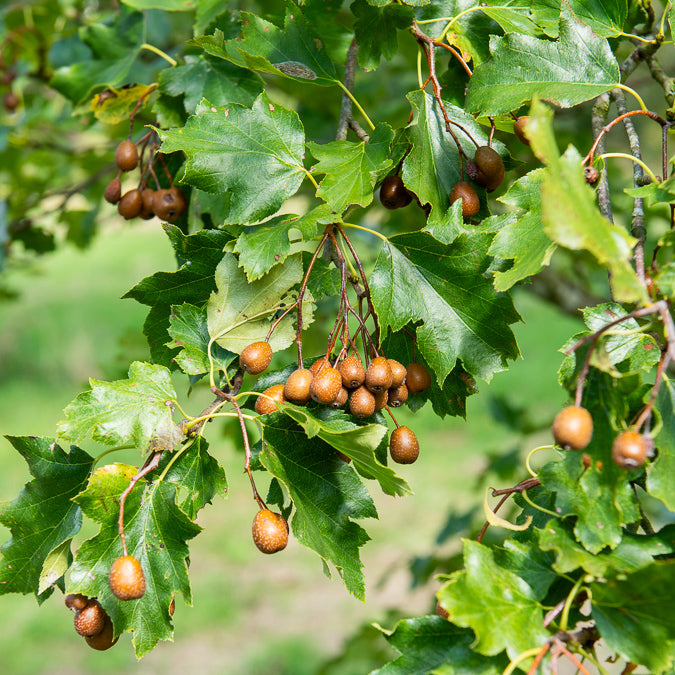Elsbeere - Willemse