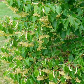 Henry-Linde - Tilia henryana - Willemse