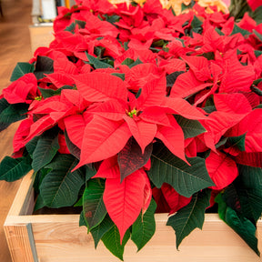 Verkauf Rote Poinsettia - Euphorbia pulcherrima red