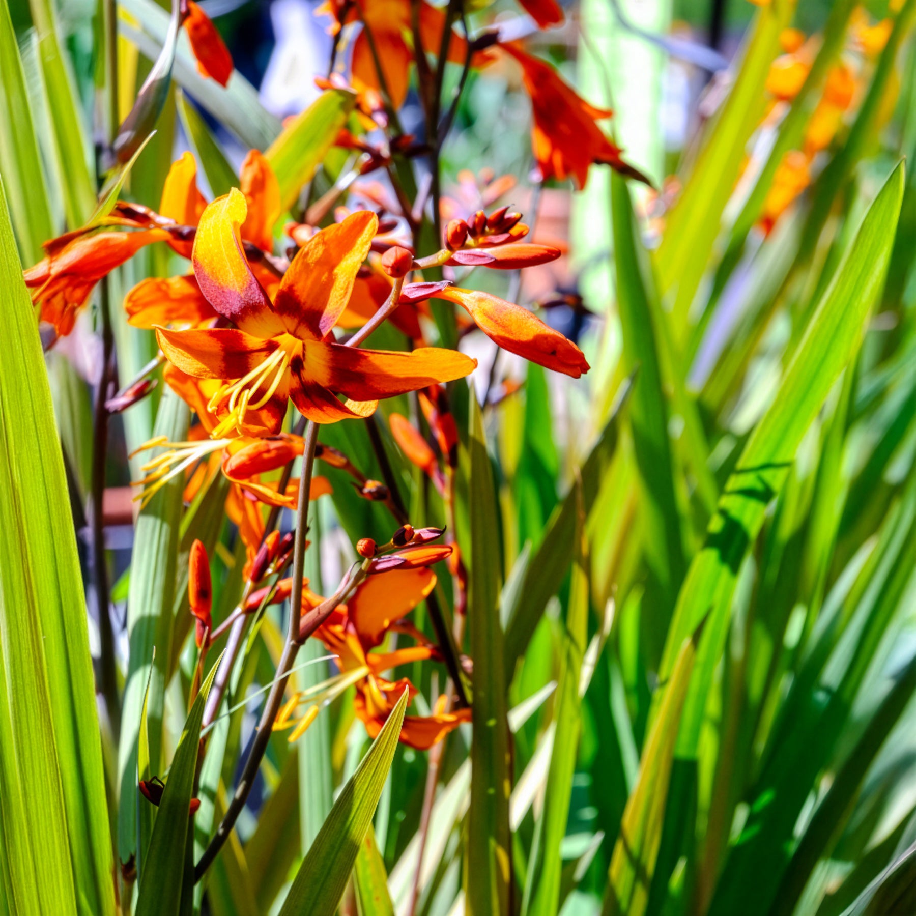 Verkauf Montbretie 'Emily McKenzie' - Crocosmia Emily Mckenzie