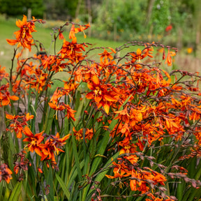 Montbretie 'Emily McKenzie' - Willemse