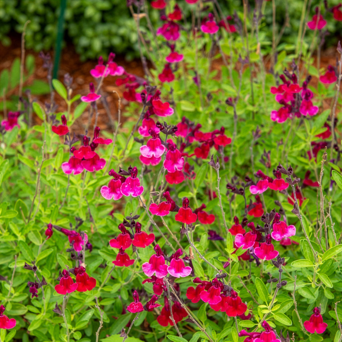 Salvia jamensis Magical® Zambesi - Willemse