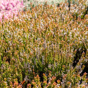 Besenheide Winter Chocolate - Willemse
