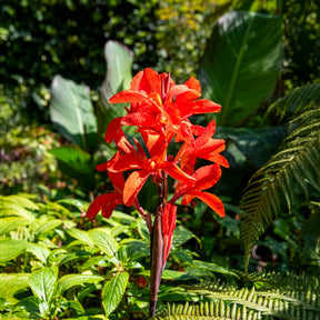 Indisches Blumenrohr Tropicana - Willemse