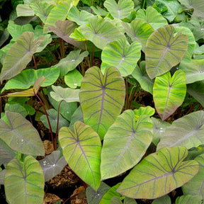 Colocasia esculenta Madeira - Elefantenohr Madeira - Uferpflanzen