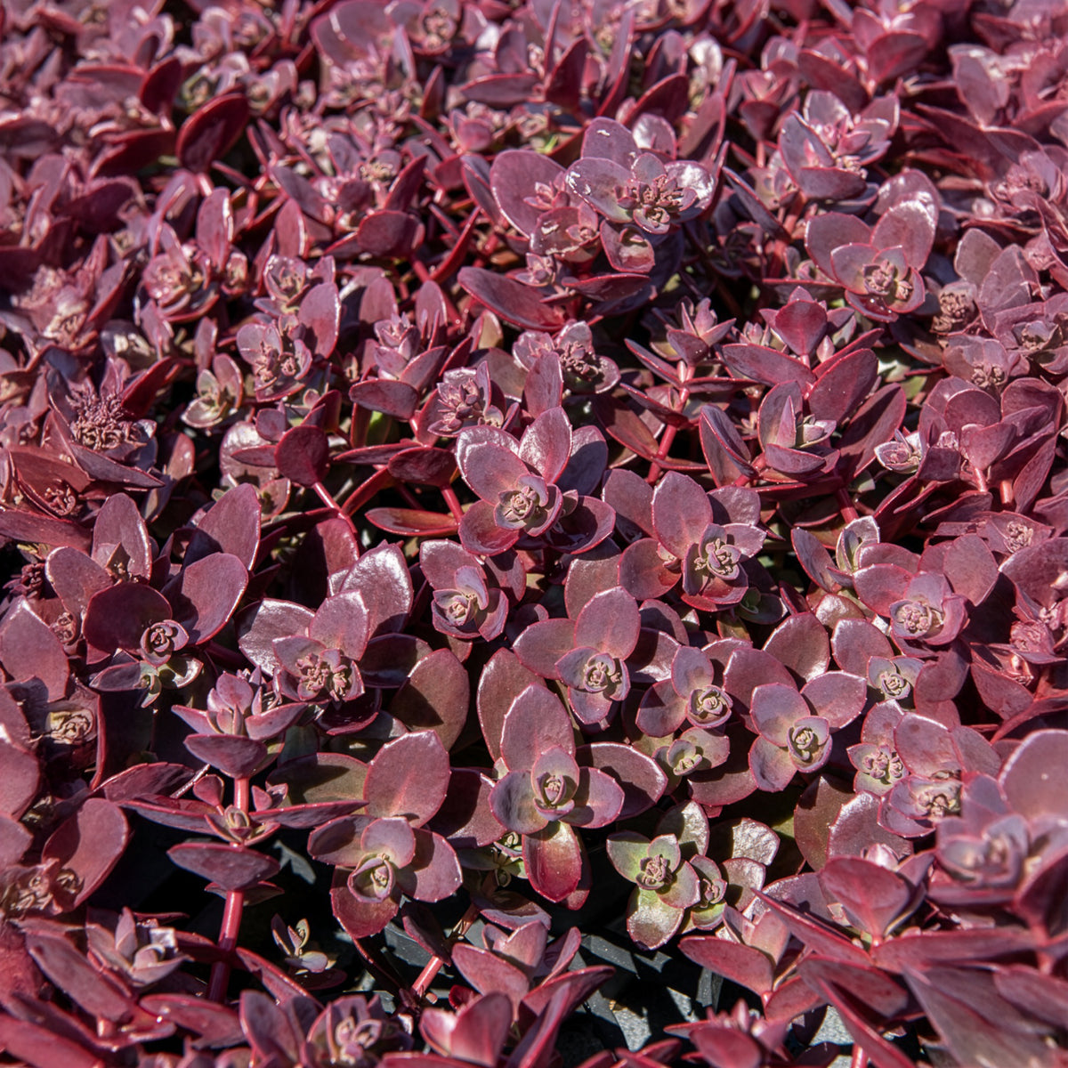 Fetthenne SunSparkler Firecracker - Sedum Sunsparkler® Firecracker - Willemse