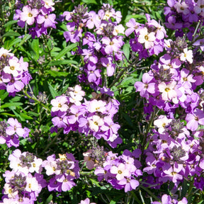 Garten-Goldlack Lavender - Erysimum Poem Lavender - Willemse