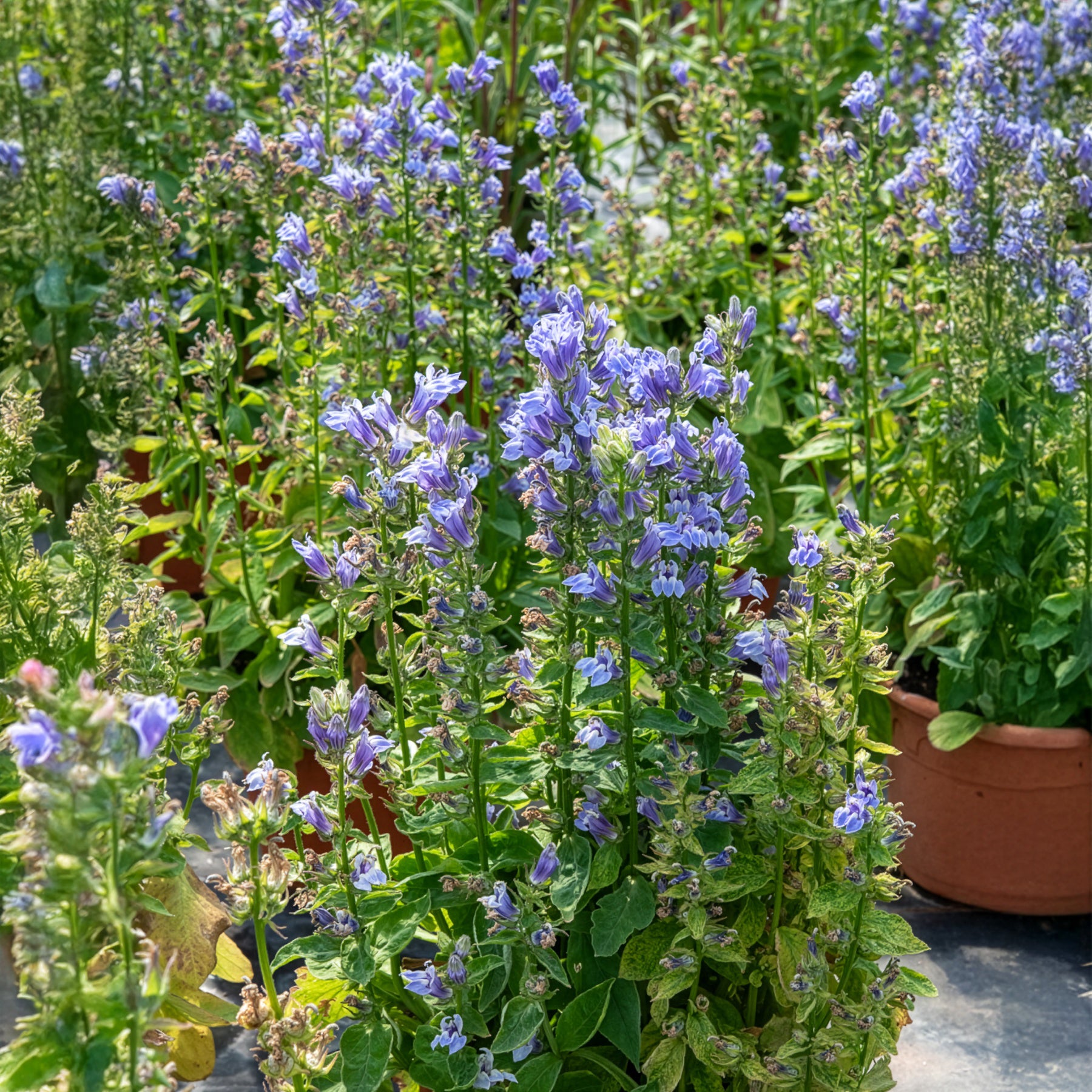 Blaue Kardinals-Lobelie - Willemse