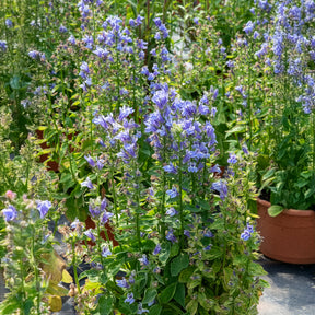 Blaue Kardinals-Lobelie - Willemse