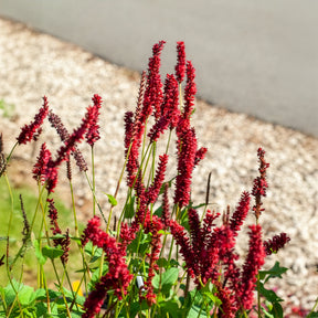 Kerzenknöterich Blackfield - Persicaria amplexicaulis Blackfield - Willemse
