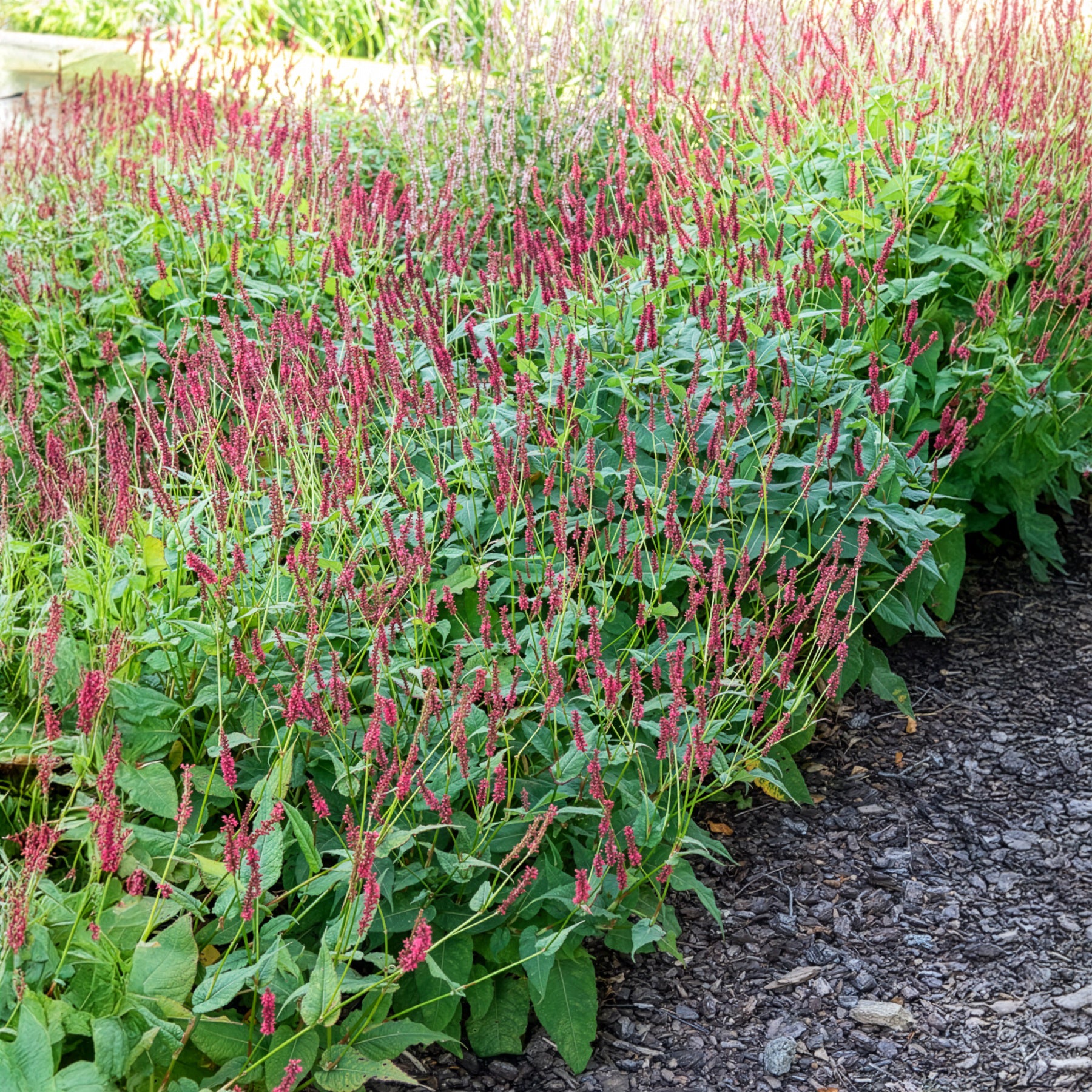 Persicaria - Knöterich - Kerzenknöterich Blackfield - Persicaria amplexicaulis Blackfield