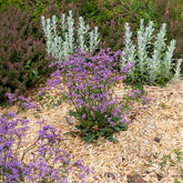 Blauer Strandflieder Dazzle Rocks - Limonium gmelinii Dazzle Rocks - Willemse