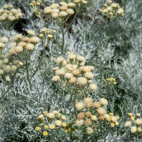 Senecio viravira - Pelziges Greiskraut - Immergrüne Sträucher