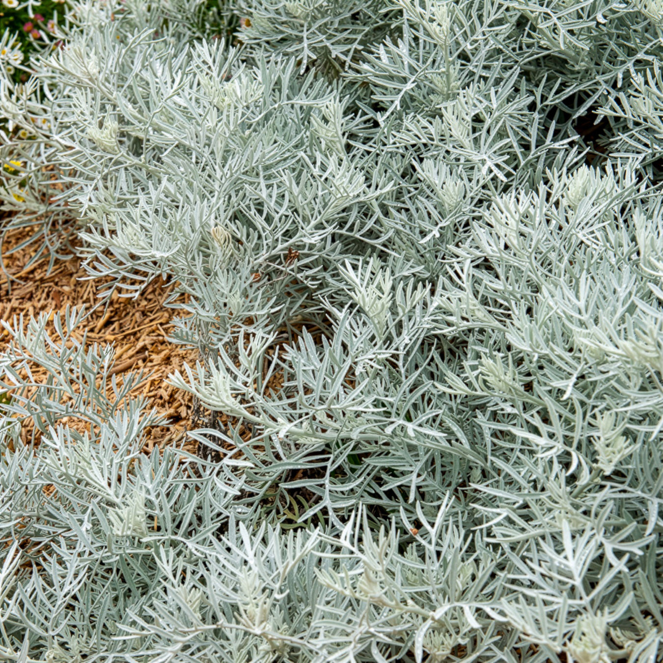 Pelziges Greiskraut - Senecio viravira - Willemse