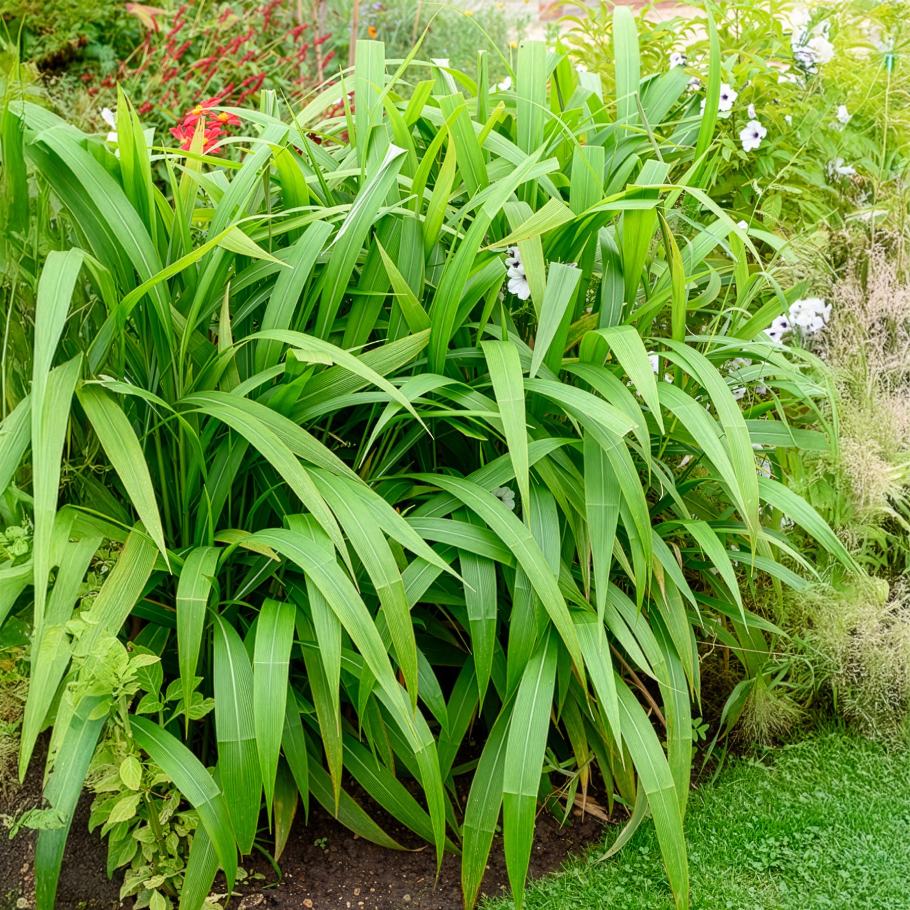Verkauf Palmen-Gras - Setaria palmifolia