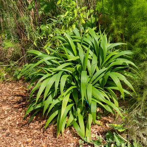 Palmen-Gras - Setaria palmifolia - Willemse