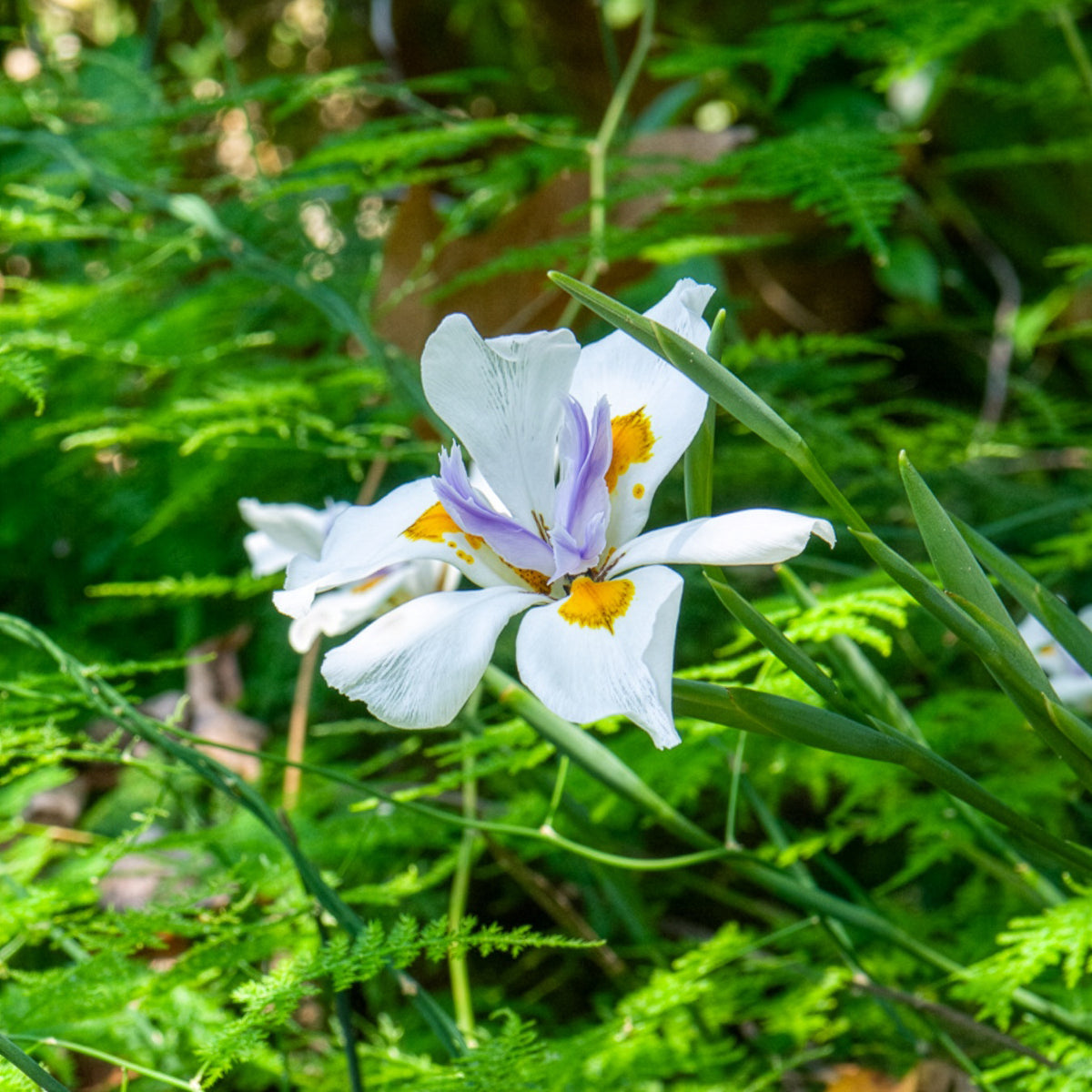 Dietes grandiflora - Dietes grandiflora - Willemse