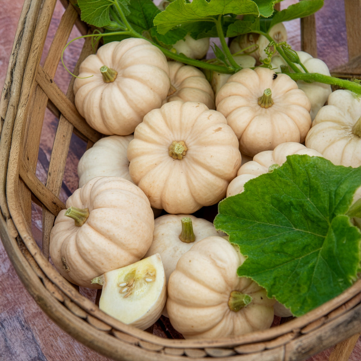 Kürbis Baby Boo - Cucurbita pepo Baby Boo - Willemse