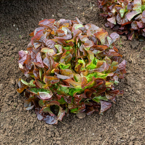 Gartensalat Eglanti - Lactuca sativa Eglantine - Willemse