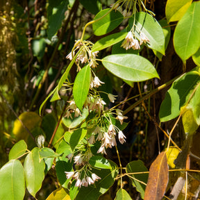Wurstbeere - Holboellia coriacea - Willemse
