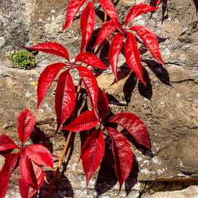 Mauerwein Red wall - Willemse