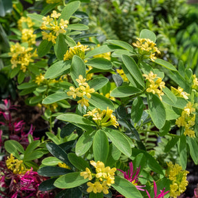 Seidelbast Royal Crown - Daphne gemmata Royal Crown - Willemse