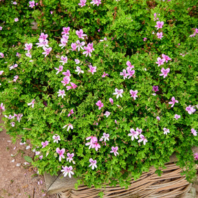 Rosenduft-Geranie - Willemse