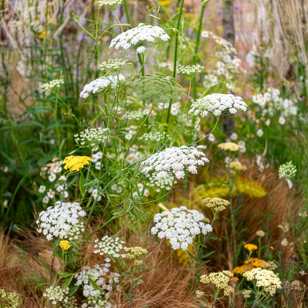 Große Sterndolde - Ammi majus - Willemse