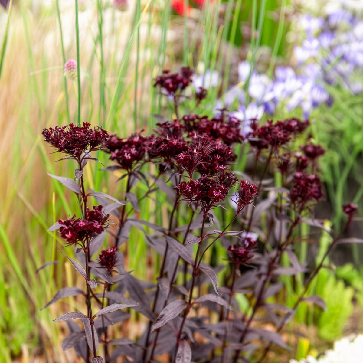 Bartnelke Sooty - Dianthus barbatus Sooty - Willemse