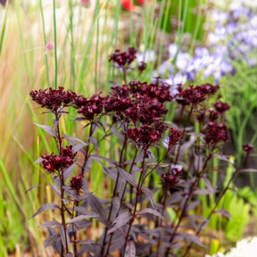 Bartnelke Sooty - Dianthus barbatus Sooty - Willemse