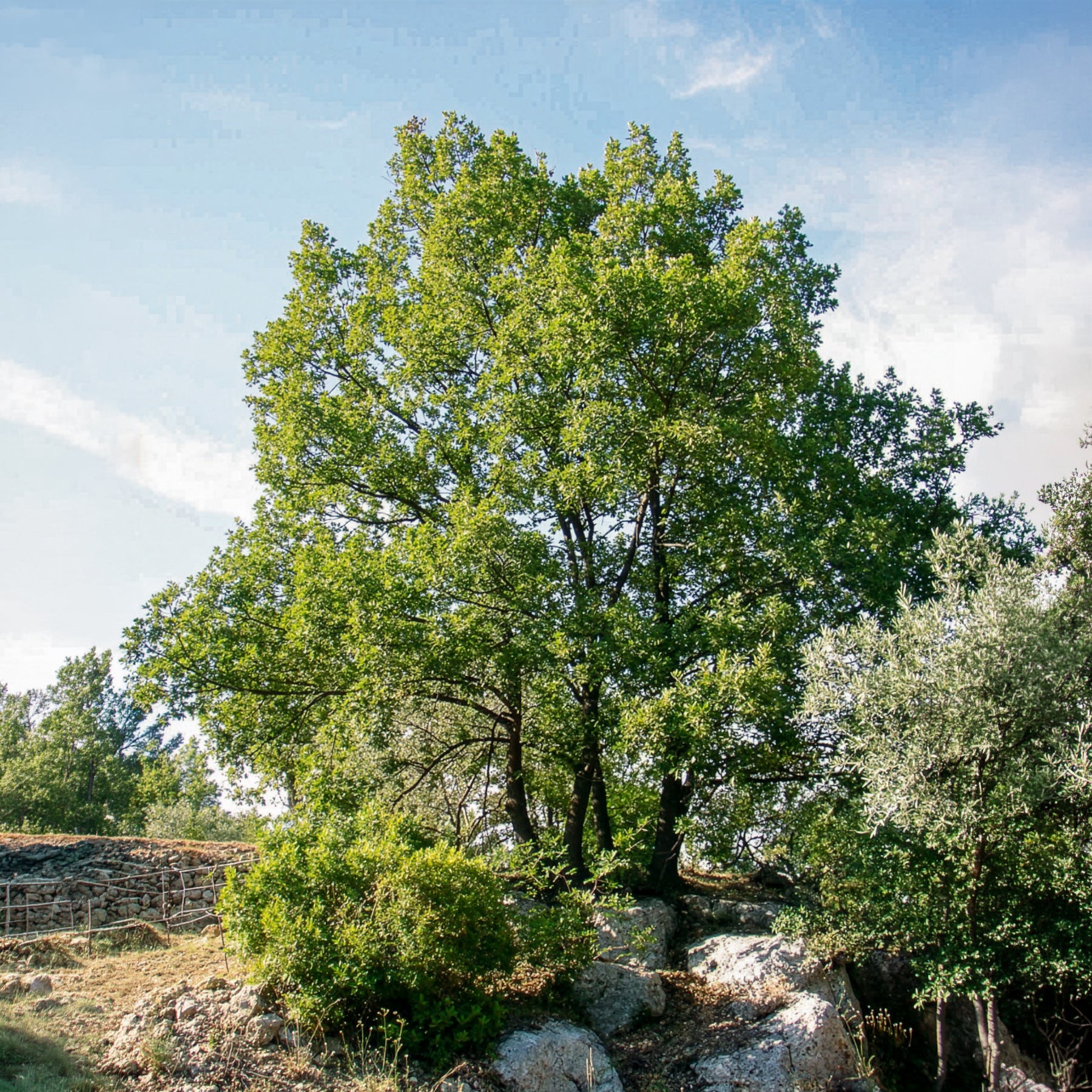 Flaumeiche - Willemse