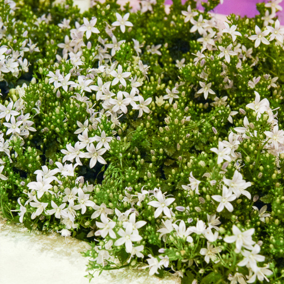 Witte muurklokje - Campanula portenschlagiana - Willemse