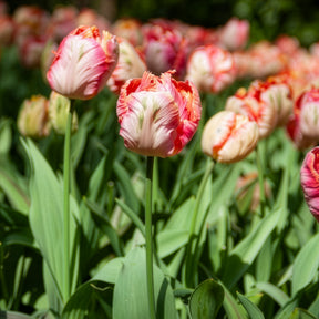 Tulpe Apricot Parrot - Tulipa Apricot Parrot - Willemse