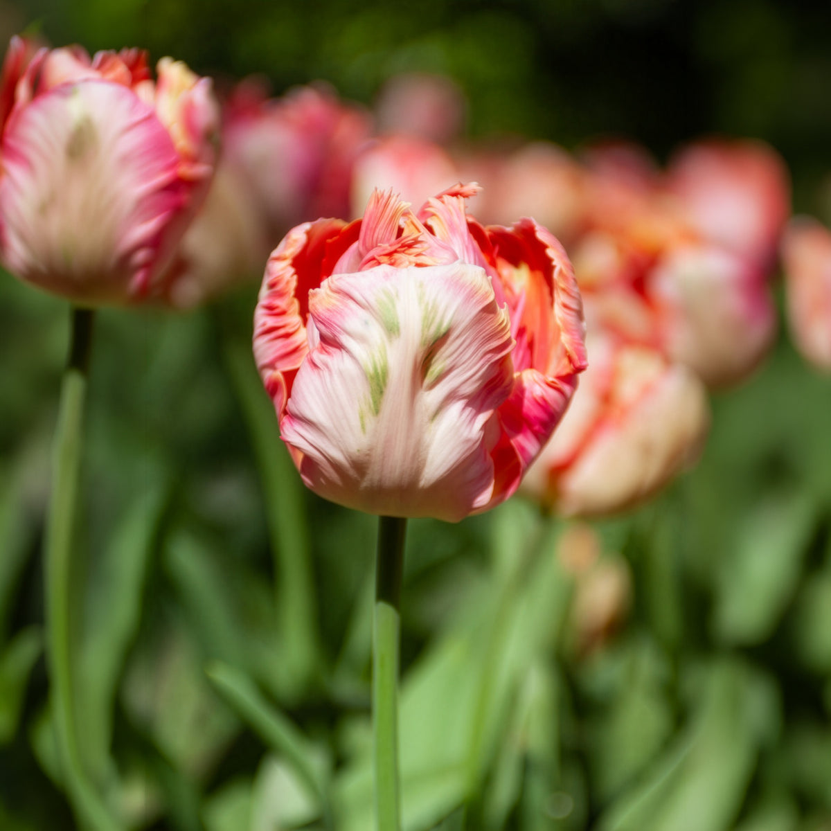 Tulpe Apricot Parrot - Willemse