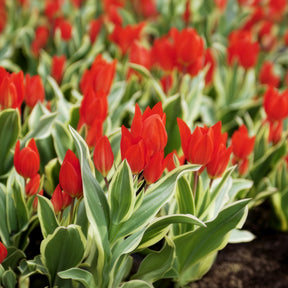 Tulpe Unicum - Tulipa praestans Unicum - Willemse