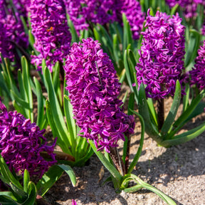 50 bienenfreundliche Blumenzwiebeln violett und weiß - Crocus Flower Record, Muscari ameniacum, Iris Purple Hill, Hyacinth Woodstock, Scilla siberica alba - Willemse