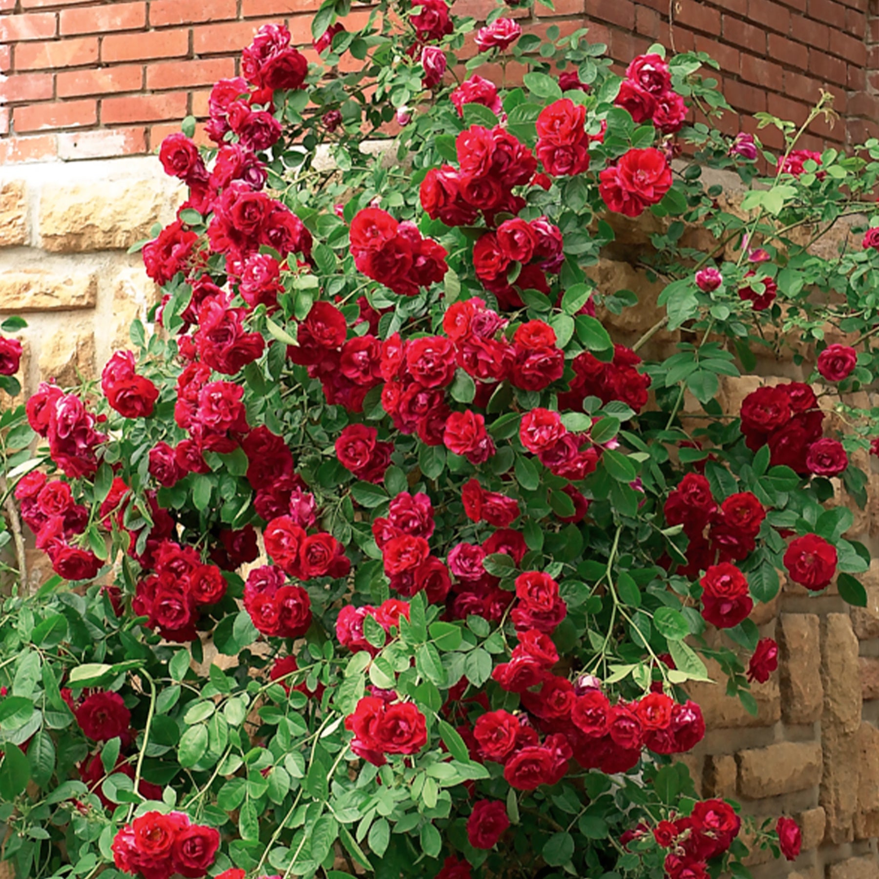 Kletterrose rot - Willemse