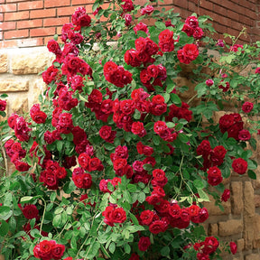 Kletterrose rot - Willemse