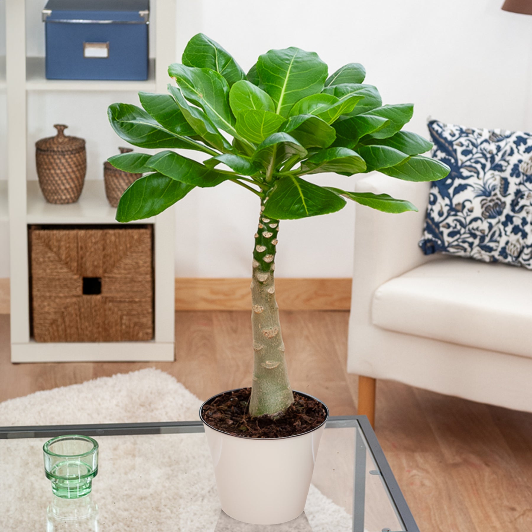 Brighamia insignis kirsten - Hawaiipalme - Zimmerpalmen