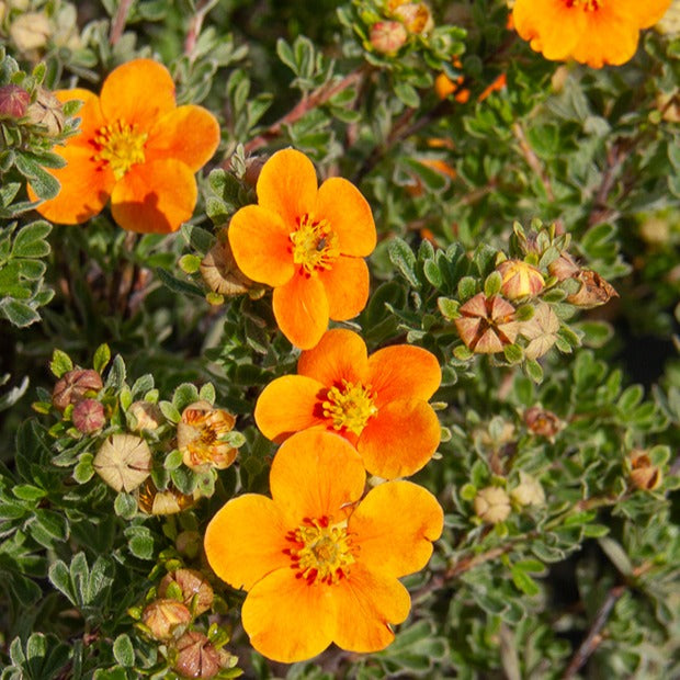 Fingerstrauch Hopleys Orange - Potentilla fruticosa Hopley's Orange - Willemse