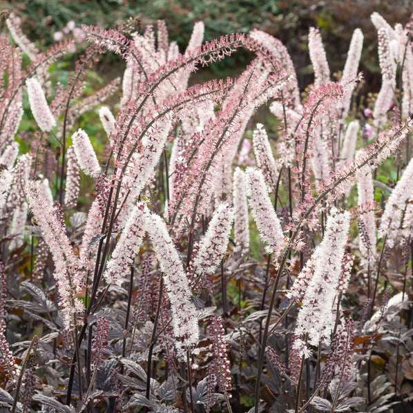 Silberkerze Pink Spike - Willemse