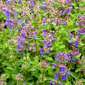 Katzenminze mussinii - Nepeta mussinii - Willemse